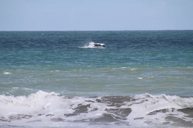 mantaray