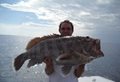Fishery Management ...