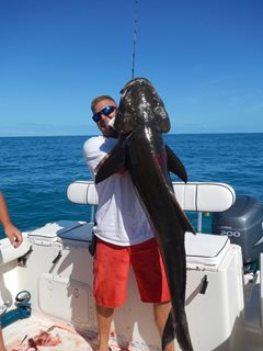 March Madness is Coming!  Cobia Time!
