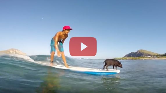 GoPro: Baby Pig Goes Surfing in Hawaii