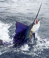 Swordfishing