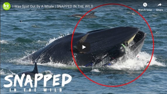 I Was Spat Out By A Whale | SNAPPED IN THE WILD