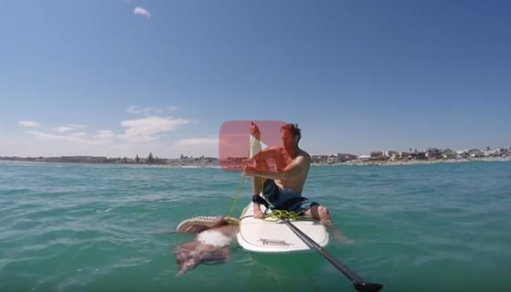 Giant squid wraps its tentacles around paddle board!