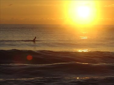 Early Surfbird