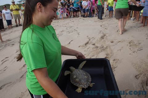 Rehabilitated Sea Turtles released into the Ocean.