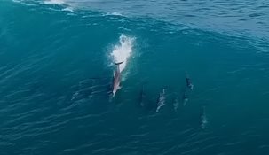 Dolphins Playing in the Surf - RAW Drone Footage